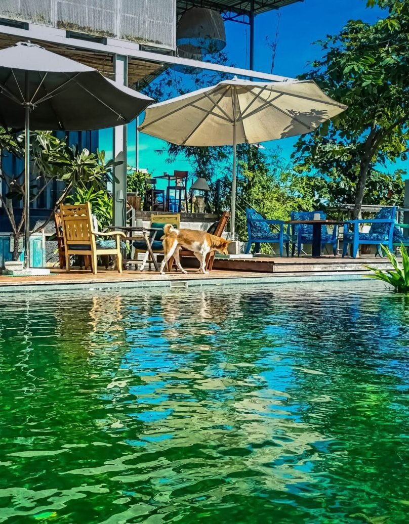 A dog walking beside a vibrant green natural pool near a cozy deck with patio furniture and umbrellas.