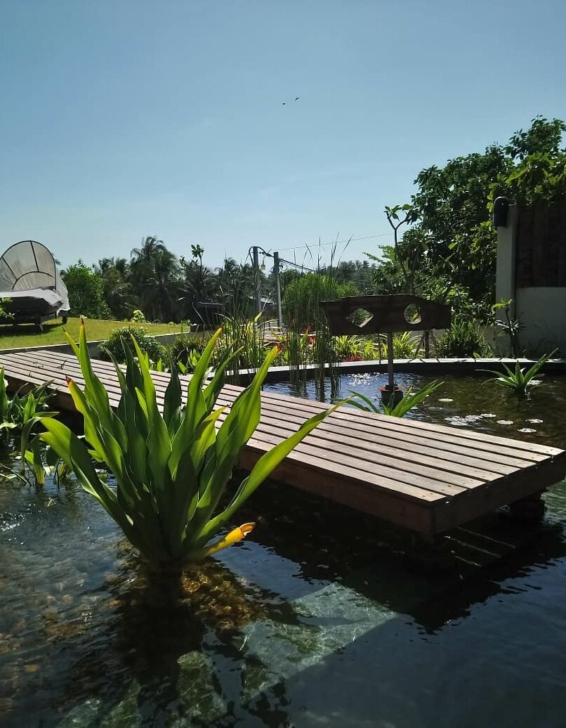 Wooden footbridge over a pond-style natural swimming pool with lush tropical plants.